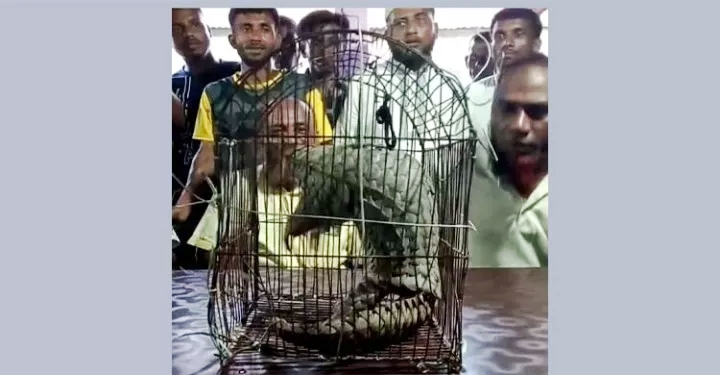 তাহিরপুর সীমান্ত থেকে বিপন্ন প্রজাতির বনরুই উদ্ধার