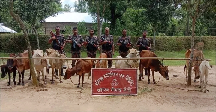 হবিগঞ্জ সীমান্তে প্রায় ২ কোটি টাকার ভারতীয় গরু ও মালামাল জব্দ