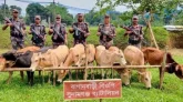 দোয়ারাবাজার সীমান্ত থেকে ৯টি ভারতীয় গরু জব্দ