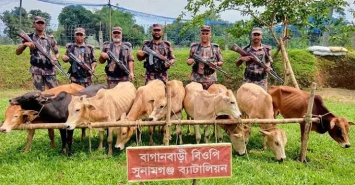 দোয়ারাবাজার সীমান্ত থেকে ৯টি ভারতীয় গরু জব্দ
