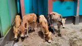 জৈন্তাপুরে ৫টি ভারতীয় চোরাই গরু জব্দ