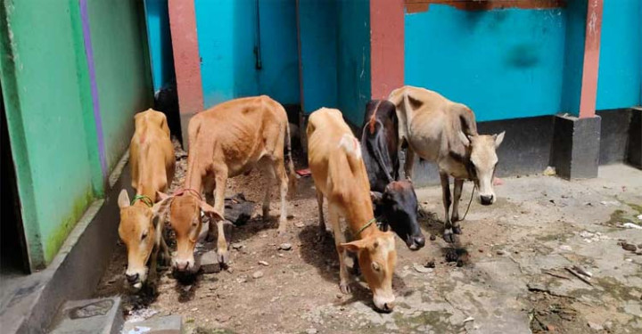 জৈন্তাপুরে ৫টি ভারতীয় চোরাই গরু জব্দ