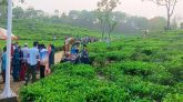 ঈদের দিন বিকেলে পর্যটকে মুখর সিলেটের চা বাগান