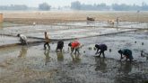 পঞ্চগড়ে বৃষ্টিপাত না হওয়ায় আমন চারা রোপন করতে পারছেন না চাষিরা