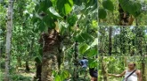 লামাপুঞ্জিতে খাসিয়াদের ২ হাজার পান গাছ কেটে দিল দুর্বৃত্তরা, কোটি টাকার ক্ষতি