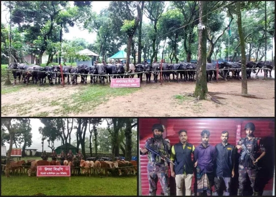 সিলেট সীমান্তে বিজিবি’র উপর হামলা, ২ কোটি টাকার ভারতীয় গরু ও মহিষ জব্দ