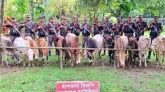 সুনামগঞ্জ সীমান্তে ১২টি ভারতীয় গরু আটক
