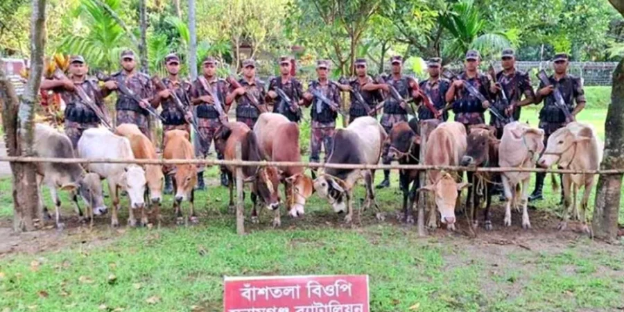 সুনামগঞ্জ সীমান্তে ১২টি ভারতীয় গরু আটক