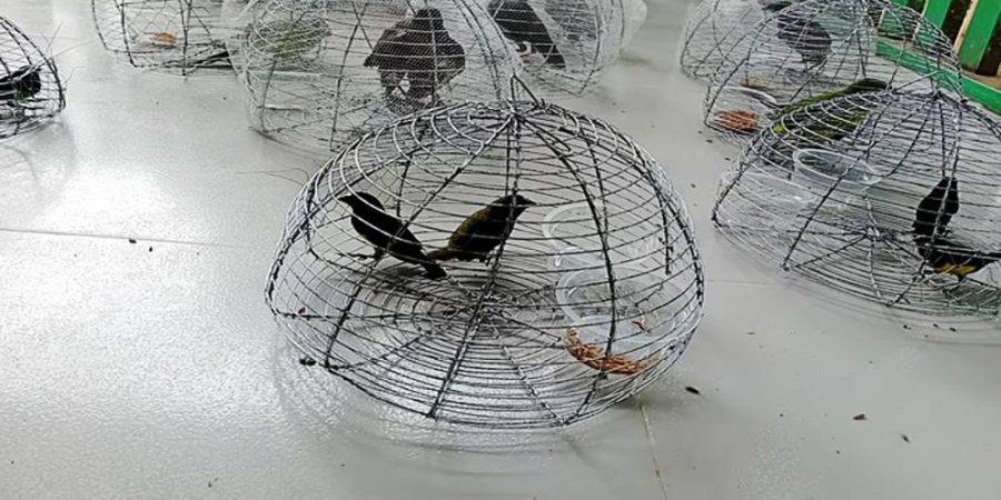 জুড়ীতে অবাধে পাখি শিকার, ১৫ খাঁচা পাখি উদ্ধার