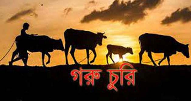 কমলগঞ্জে এক গ্রামে দুই বাড়ি থেকে ৪টি গরু চুরি, কৃষকরা উদ্বিগ্ন