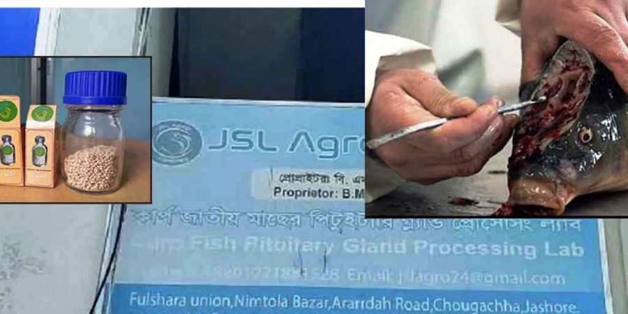 মাছের মাথার ‘সোনার মণি’ বিক্রি করে লাখ টাকা আয়