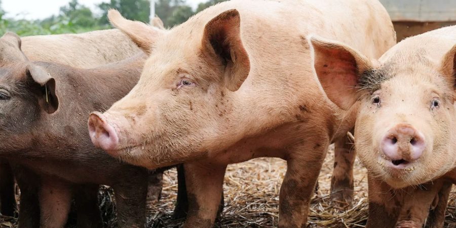 বিশ্বে প্রথমবারের মতো মানবদেহে শূকরের ফুসফুস প্রতিস্থাপন