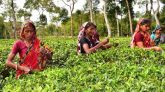 কুলাউড়ায় চা শ্রমিকদের ভাতার টাকা আত্মাসাতের অভিযোগ