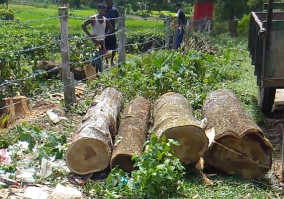শমশেরনগর চা বাগান থেকে বিলীন হচ্ছে ছায়াবৃক্ষ