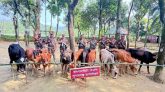 সুনামগঞ্জ সীমান্ত থেকে ভারতীয় গরু আটক
