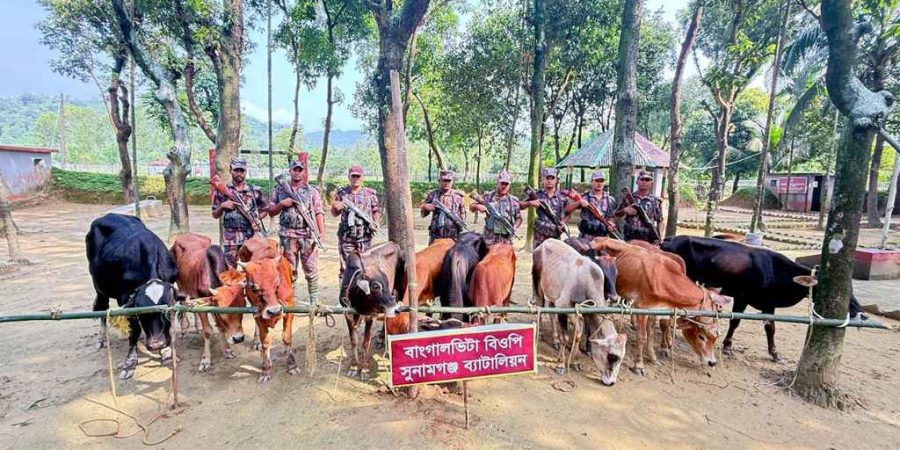 সুনামগঞ্জ সীমান্ত থেকে ভারতীয় গরু আটক