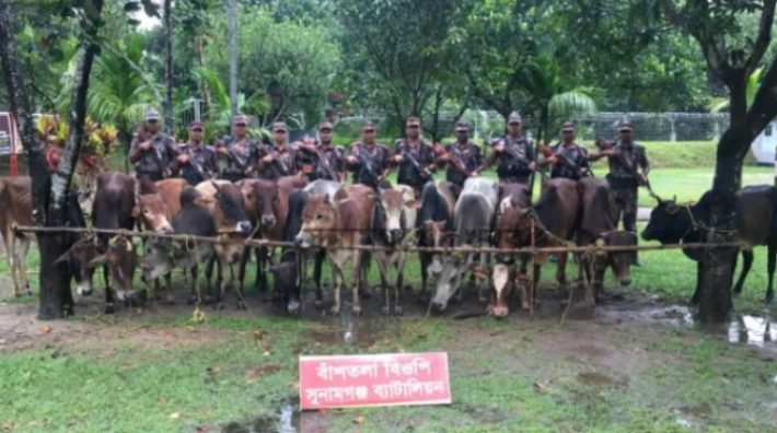 সুনামগঞ্জ সীমান্তে ২৩টি ভারতীয় চোরাই গরু জব্দ