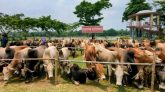 ছাতক-দোয়ারাবাজার রুট, ভারতীয় গরু-মহিষ চোরাচালানের নিরাপদ করিডোর