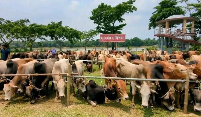 ছাতক-দোয়ারাবাজার রুট, ভারতীয় গরু-মহিষ চোরাচালানের নিরাপদ করিডোর
