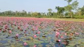 চুনারুঘাটের শাপলা বিল, হাতছানি দিচ্ছে প্রকৃতিপ্রেমীদের