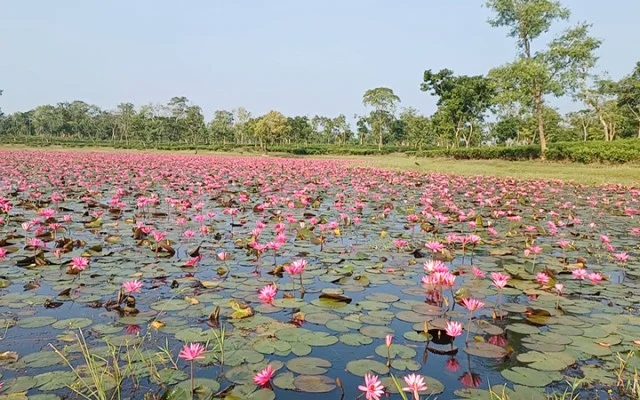 চুনারুঘাটের শাপলা বিল, হাতছানি দিচ্ছে প্রকৃতিপ্রেমীদের