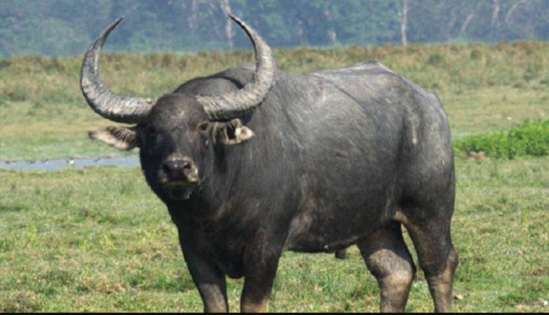 গোয়াইনঘাটে মহিষের আক্রমণে ১২ জন আহত