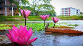 শাবিপ্রবিতে শোভা ছড়াচ্ছে লাল শাপলা