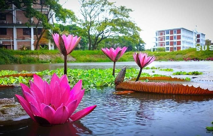 শাবিপ্রবিতে শোভা ছড়াচ্ছে লাল শাপলা