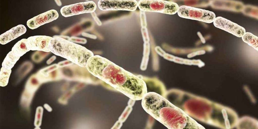 রংপুরে অ্যানথ্রাক্সে শতাধিক গরুর মৃত্যু, আক্রান্ত অর্ধশতাধিক মানুষ