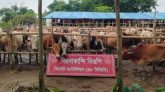 সিলেট সীমান্তে ২৮৯টি ভারতীয় গরু-মহিষের চালান জব্দ