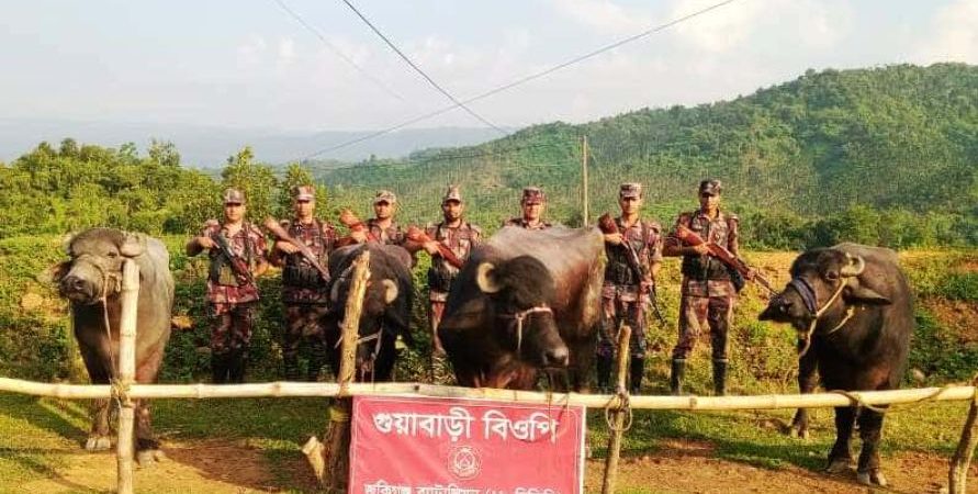 সিলেট সীমান্তে ১৬ লাখ টাকার ভারতীয় গরু-মহিষ আটক