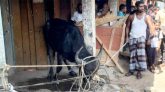 জৈন্তাপুরে ভারতীয় ক্ষ্যাপা মহিষের তাণ্ডব, আহত ৫
