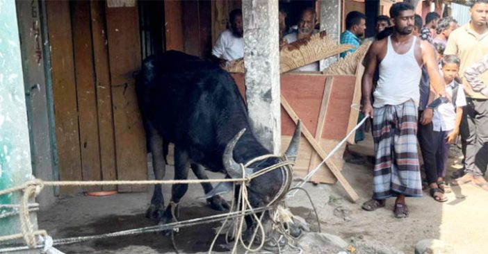 জৈন্তাপুরে ভারতীয় ক্ষ্যাপা মহিষের তাণ্ডব, আহত ৫