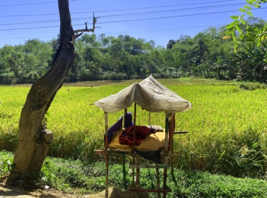 কমলগঞ্জে বন্যপ্রাণীর হাত থেকে ফসল রক্ষায় রাত জেগে পাহারা