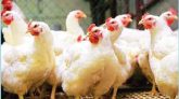 অ্যান্টিবায়োটিকের অপব্যবহারে পোলট্রি মুরগিতে ‘সুপারবাগ’, ঝুঁকিতে জনস্বাস্থ্য ও পরিবেশ