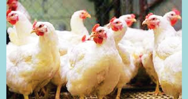 অ্যান্টিবায়োটিকের অপব্যবহারে পোলট্রি মুরগিতে ‘সুপারবাগ’, ঝুঁকিতে জনস্বাস্থ্য ও পরিবেশ