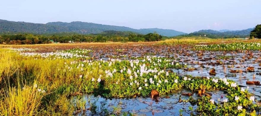 জৈন্তাপুরের লাল শাপলার বিল কচুরিপানার দখলে, সুরক্ষার দাবি