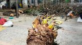 কেটে ফেলা হলো শাহজালাল (রহ.) মাজারের খেজুর গাছ, ভক্তদের ক্ষোভ