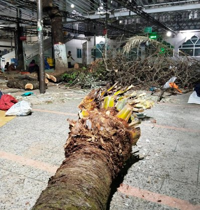 কেটে ফেলা হলো শাহজালাল (রহ.) মাজারের খেজুর গাছ, ভক্তদের ক্ষোভ