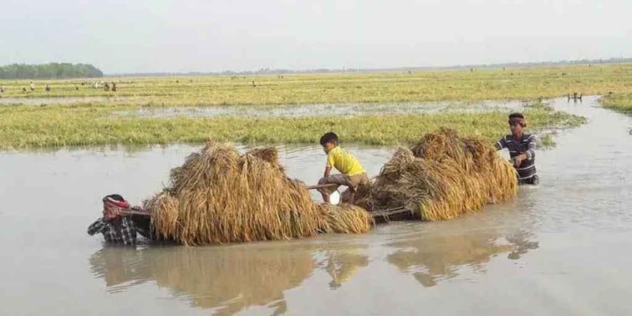 এবার বীমার আওতায় আসছে কৃষকের ফসল