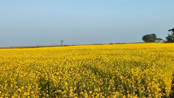 সুনামগঞ্জের মধ্যনগরে সরিষার বাম্পার ফলনে কৃষকের মুখে হাসি
