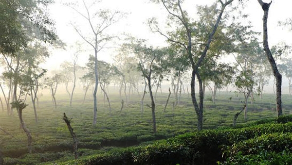 শ্রীমঙ্গলে তাপমাত্রা নেমে ১১ ডিগ্রি