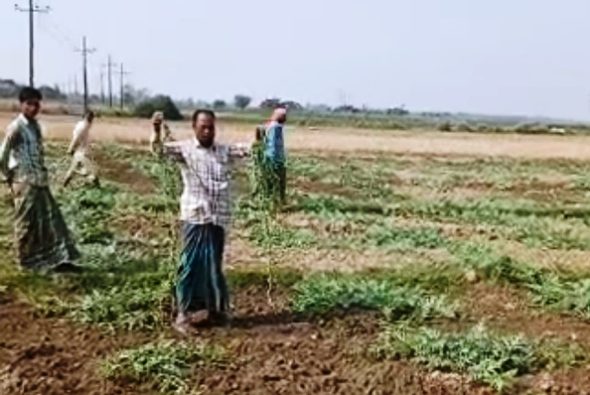 জৈন্তাপুরের পূর্ব শত্রুতার বলি তরমুজ ক্ষেত, থানায় অভিযোগ