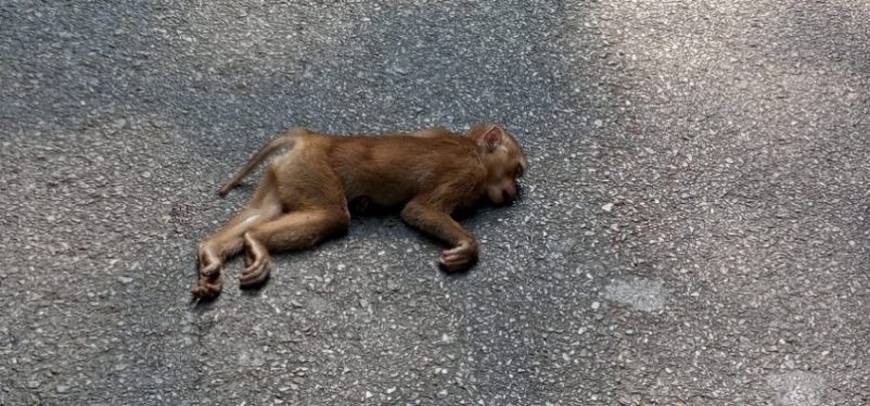 লাউয়াছড়ায় গাড়ির ধাক্কায় বানরের মৃত্যু, মা বানরের আর্তনাদ