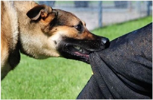 কুলাউড়ায় পাগলা কুকুরের কামড়ে আহত ৪৯