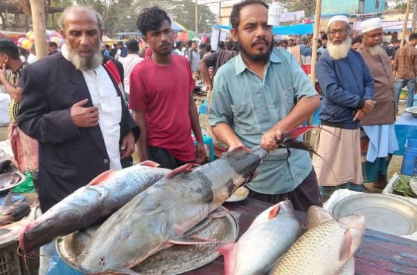 হবিগঞ্জে এক বাঘাইড় মাছের দাম আড়াই লাখ টাকা