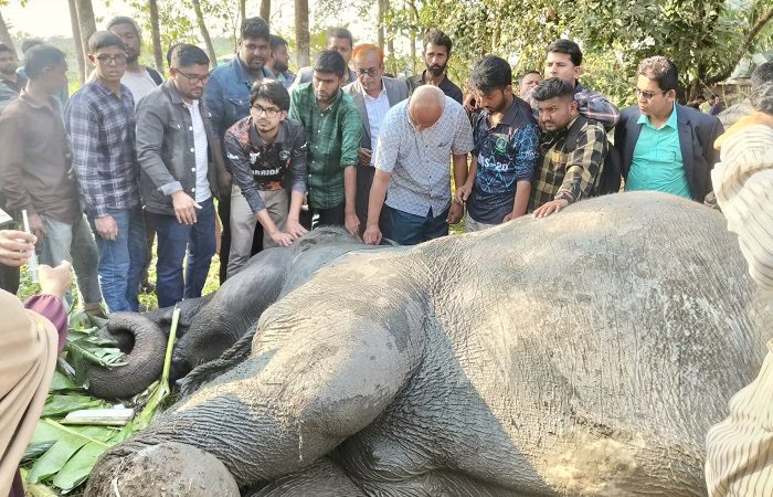 সিলেটে বিয়েতে এসে হাতি খাদে, উদ্ধার করল ফায়ার সার্ভিস