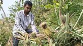 শ্রীমঙ্গলে মিষ্টি-রসালো ‘হানিকুইন’ আনারস চাষে বদলাচ্ছে কৃষকের ভাগ্য