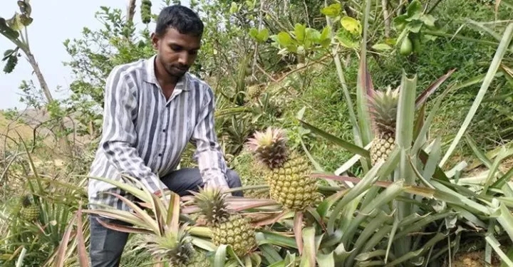 শ্রীমঙ্গলে মিষ্টি-রসালো ‘হানিকুইন’ আনারস চাষে বদলাচ্ছে কৃষকের ভাগ্য