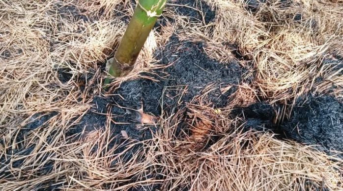 কমলগঞ্জে খড়ের গাঁদা পুড়িয়ে দিয়েছে দুর্বৃক্তরা